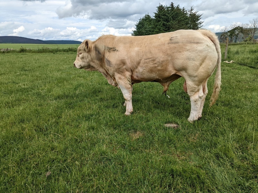 3 years old Charolais bull