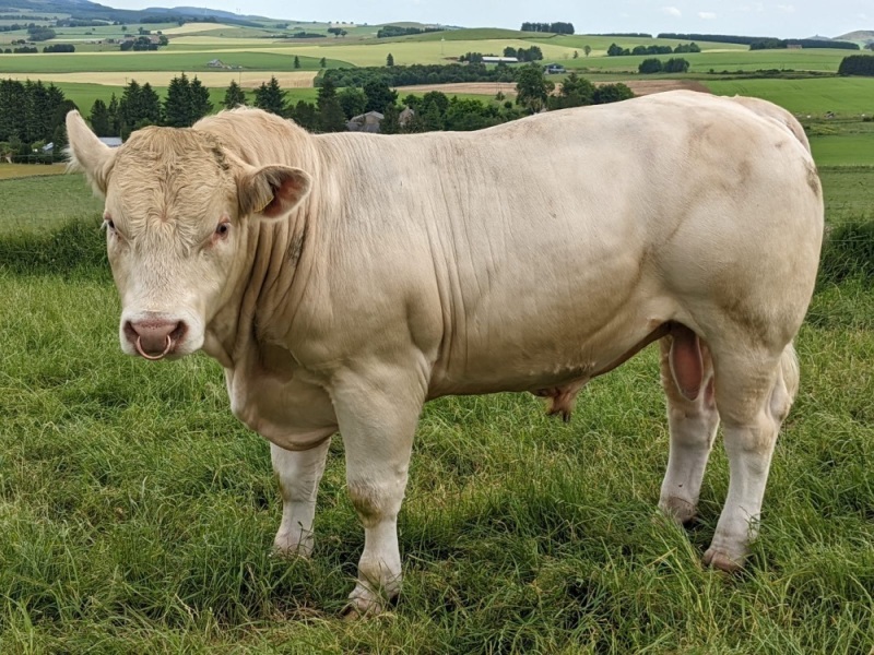 Charolais bull