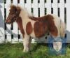 Breckenlea Reveller (BJ0258) Skewbald Miniature Colt Foal 25th May 2021