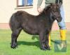 Moorens Kaiser (BJ0422) Black Miniature Colt Foal 13th May 2021
