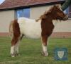 Burnside Daphne (BJ0418) Skewbald Standard Filly Foal 18th May 2021