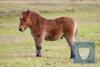 Burnside Firefly (BJ0417) Bay Standard Colt Foal 16th May 2021