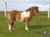 Charliemay Griffon (BJ0054) Bay Dun & White Standard Colt Foal 19th May 2021