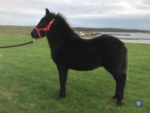 Musselbrough Pfizer (BJ0275) Black Standard Colt Foal 12th May 2021
