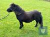 Hildasay Ziggy (BF0441/G21) Black 35.5" Gelding 23rd May 2018