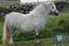 Leedaal Judi (BC0255/M19) Skewbald 33" Mare 29th May 2014