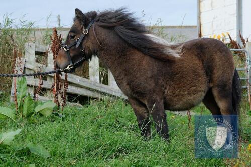 Leedaal A. J. (BG1229) Bay & White 30" Unlicensed Colt 13th June 2019