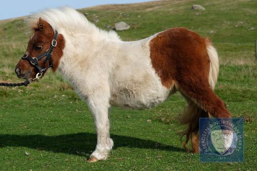 Stackerhvi Yang (BG1254) Skewbald Miniature Filly 20th May 2019