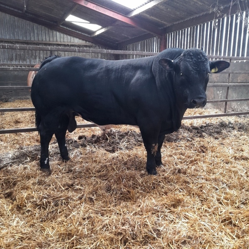 BB cross Lim bulls