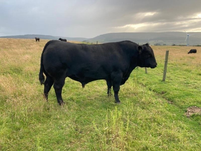 Pedigree Angus bull