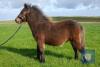 Muness Majestic (BJ0401) Bay Standard Colt Foal 5th May 2021