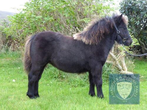 Filska Veno Spirit (BJ0569) Black Standard Filly Foal 6th May 2021