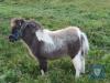 Foula Zuwena (BJ0111) Dun & White Skewbald Unsure Filly Foal 19th May 2021