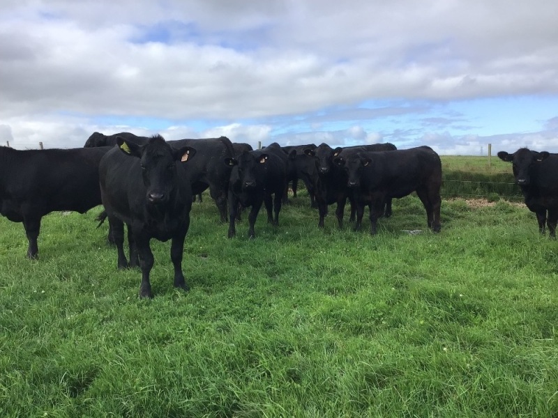 High health incalf heifers