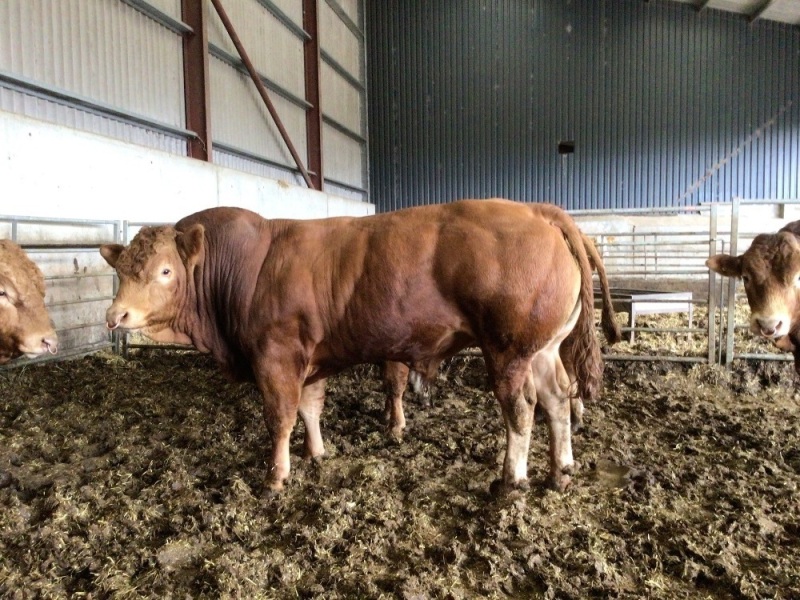 Limousin bulls