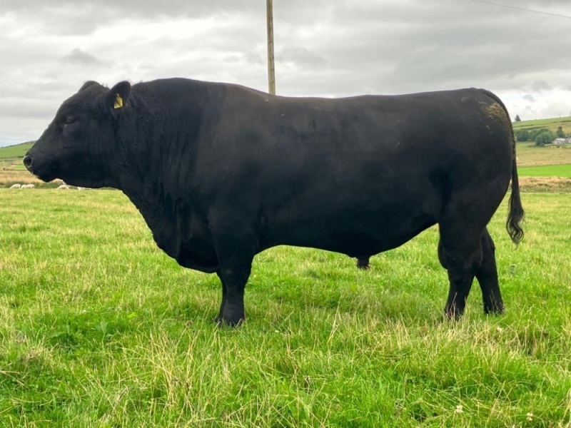 Pedigree Angus bull