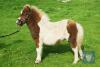 Brygarth Narnia (BJ0503) Skewbald Standard Filly Foal 20th May 2021