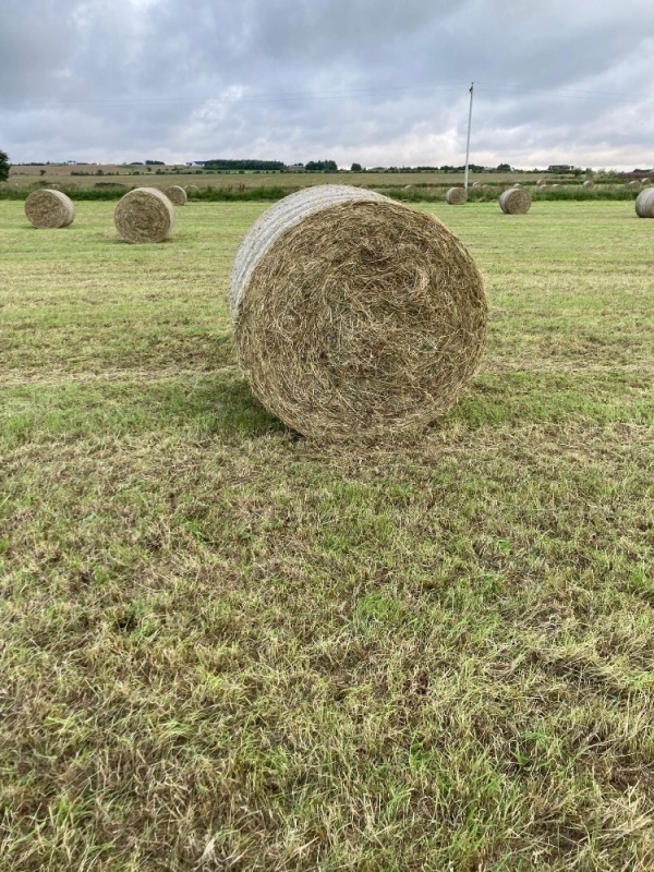 Hay