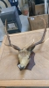 DEERS HEAD