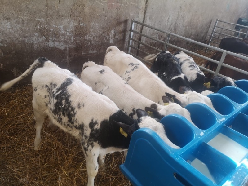 British blue, Hereford and Angus calves