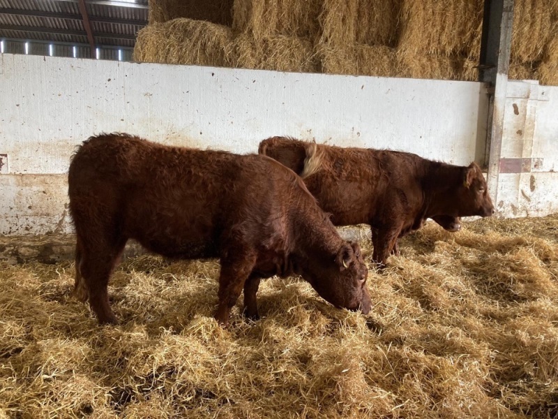 Saler heifers