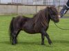 Horspath Chaska (AX1973/S14), Bay  31"  Licensed Stallion DOB: 9th May 2010