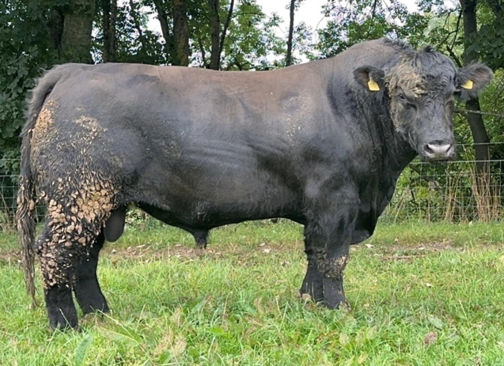 Angus bull