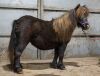 Arg Voyager (BK1231), Black  Miniature  Unlicensed Colt DOB: 14th May 2022