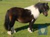Muness Olivia (BD0793) Bay & White 40.5" Mare 13th May 2016