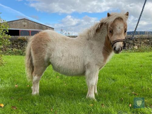 Palomino & White MINIATURE – FILLY FOAL - DOB: 12th May 2021