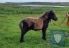Robin's Brae Chico (BJ0647) Black Miniature Colt Foal 6th May 2021