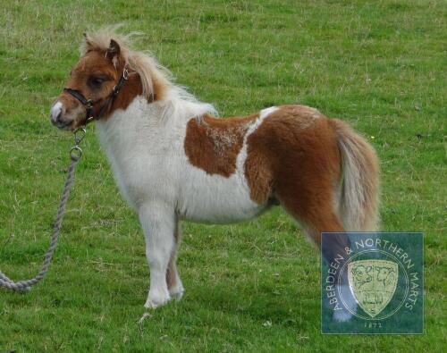 Robin's Brae Coubal (BJ0650) Skewbald Miniature Colt Foal 11th May 2021