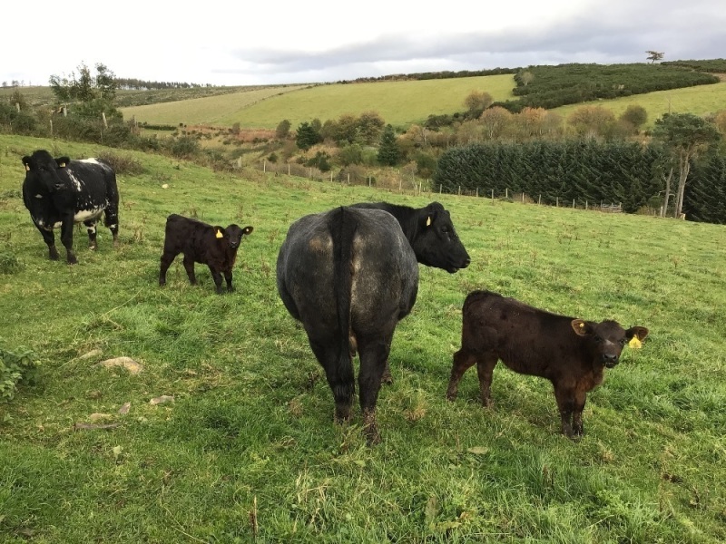 Shorthorn x cows and calves