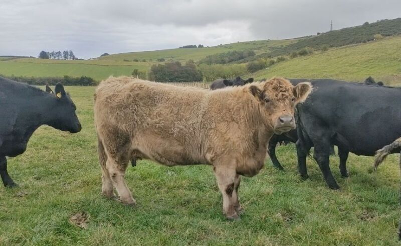 Angus x Highland cow