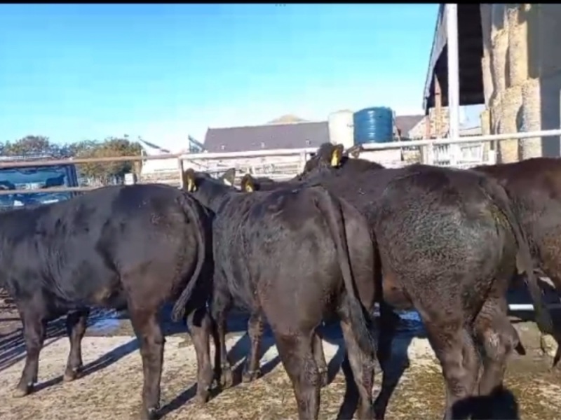 Pedigree limousin heifers
