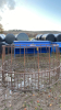 Cattle Feed Ring