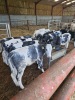 Beef x dairy calves - 2
