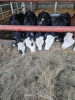 Beef x dairy calves - 3