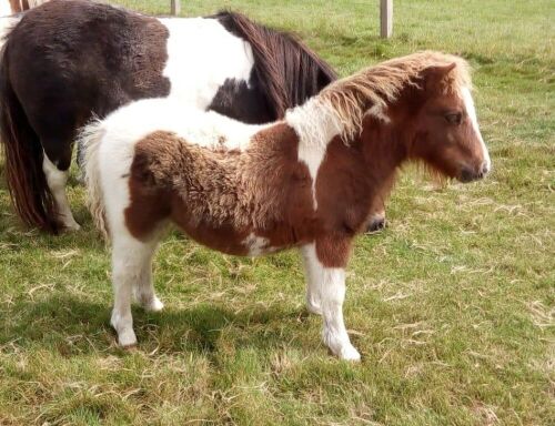 Ramnaberg Rocky (BJ0318) Skewbald Miniature Colt Foal 17th May 2021