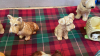 BOX DOG ORNAMENTS - 4