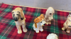 BOX DOG ORNAMENTS - 5