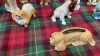 BOX DOG ORNAMENTS - 6