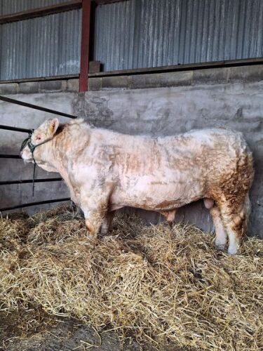 CHAROLAIS - BULL, DOB: 15th June 2022, Animal Name: BONNYKELLY TOMMY