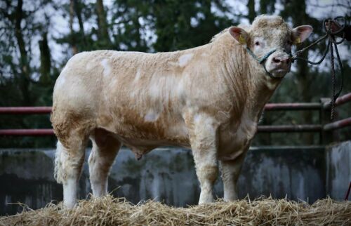 CHAROLAIS - BULL, DOB: 2nd May 2022, Animal Name: LOCHEND TAK