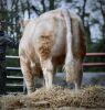 CHAROLAIS - BULL, DOB: 2nd May 2022, Animal Name: LOCHEND TAK - 2