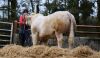 CHAROLAIS - BULL, DOB: 30th May 2022, Animal Name: LETTOCH TAGGART - 2