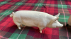 BOX-BESWICK PIG SHEEP & 1 OTHER - 2