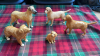 BOX 5 BESWICK DOGS