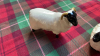 BOX-BESWICK PIG SHEEP & 1 OTHER - 6