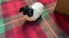 BOX-BESWICK PIG SHEEP & 1 OTHER - 9